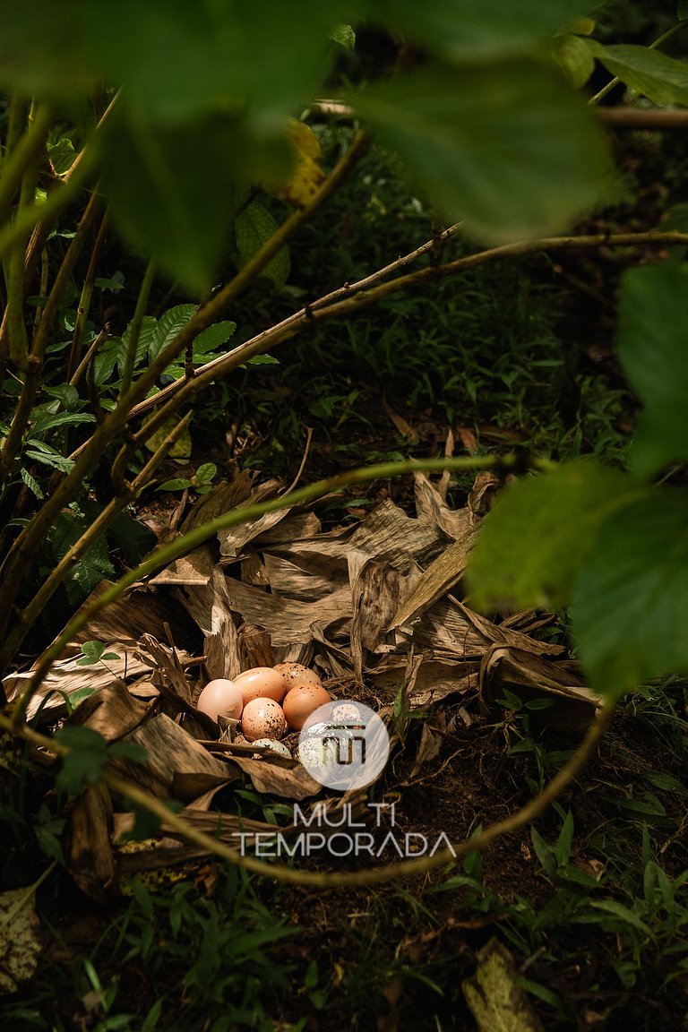 Sitio Cantinho da vovó Cida - SJ Batista - SC